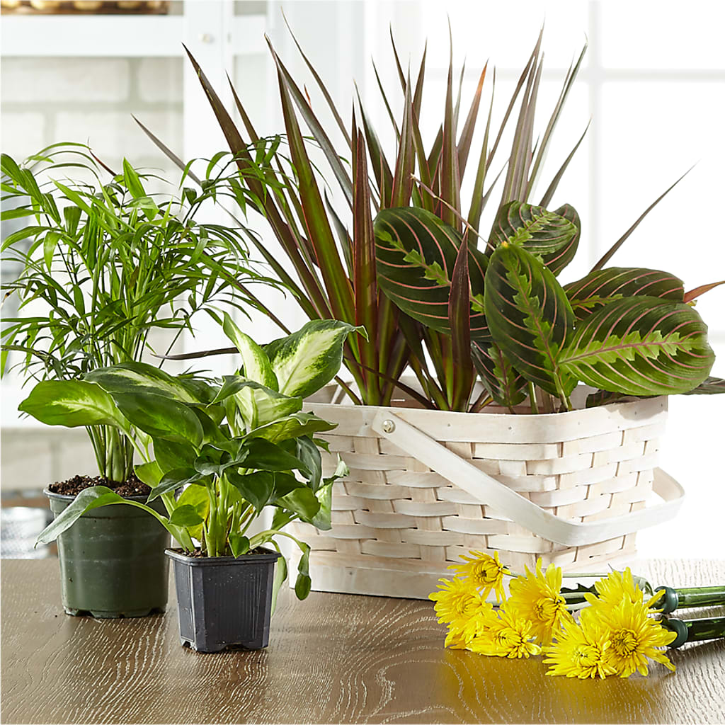 Florist Designed Blooming and Green Plants in a Basket – Flowers Unlimited, Martinsburg WV