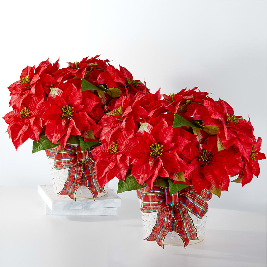 Happiest Holidays Poinsettia Bundle – Flowers Unlimited, Martinsburg WV