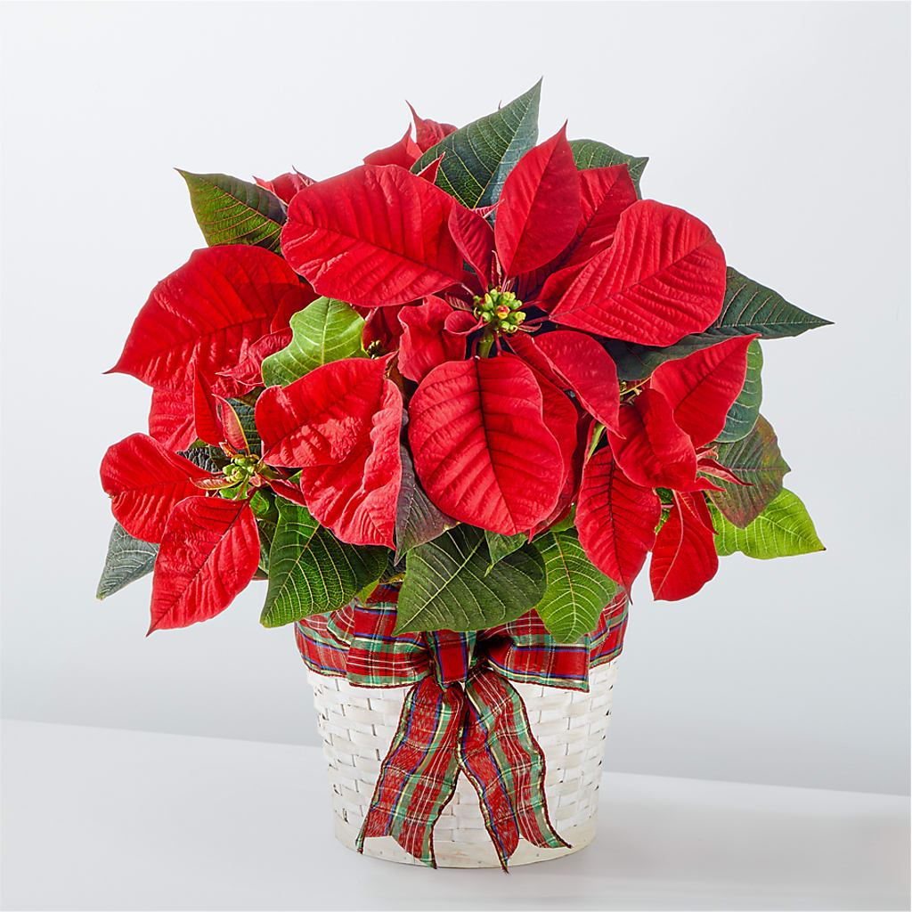 Happiest Holidays Poinsettia – Flowers Unlimited, Martinsburg WV