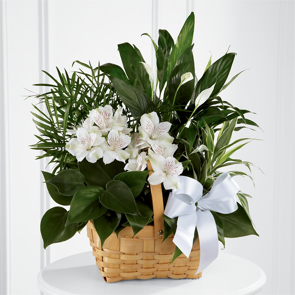 Peace & Serenity Dishgarden – Flowers Unlimited, Martinsburg WV