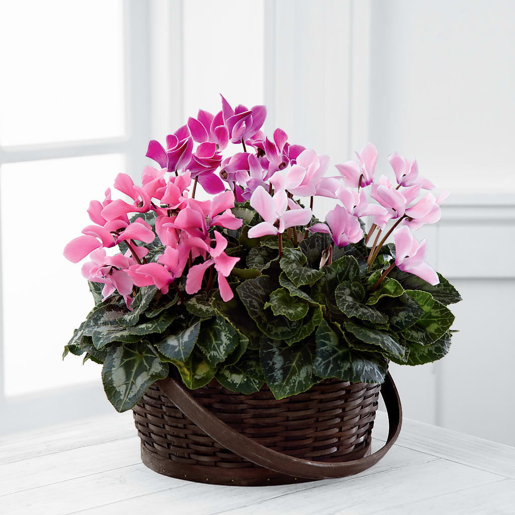 Mixed Cyclamen Planter – Flowers Unlimited, Martinsburg WV