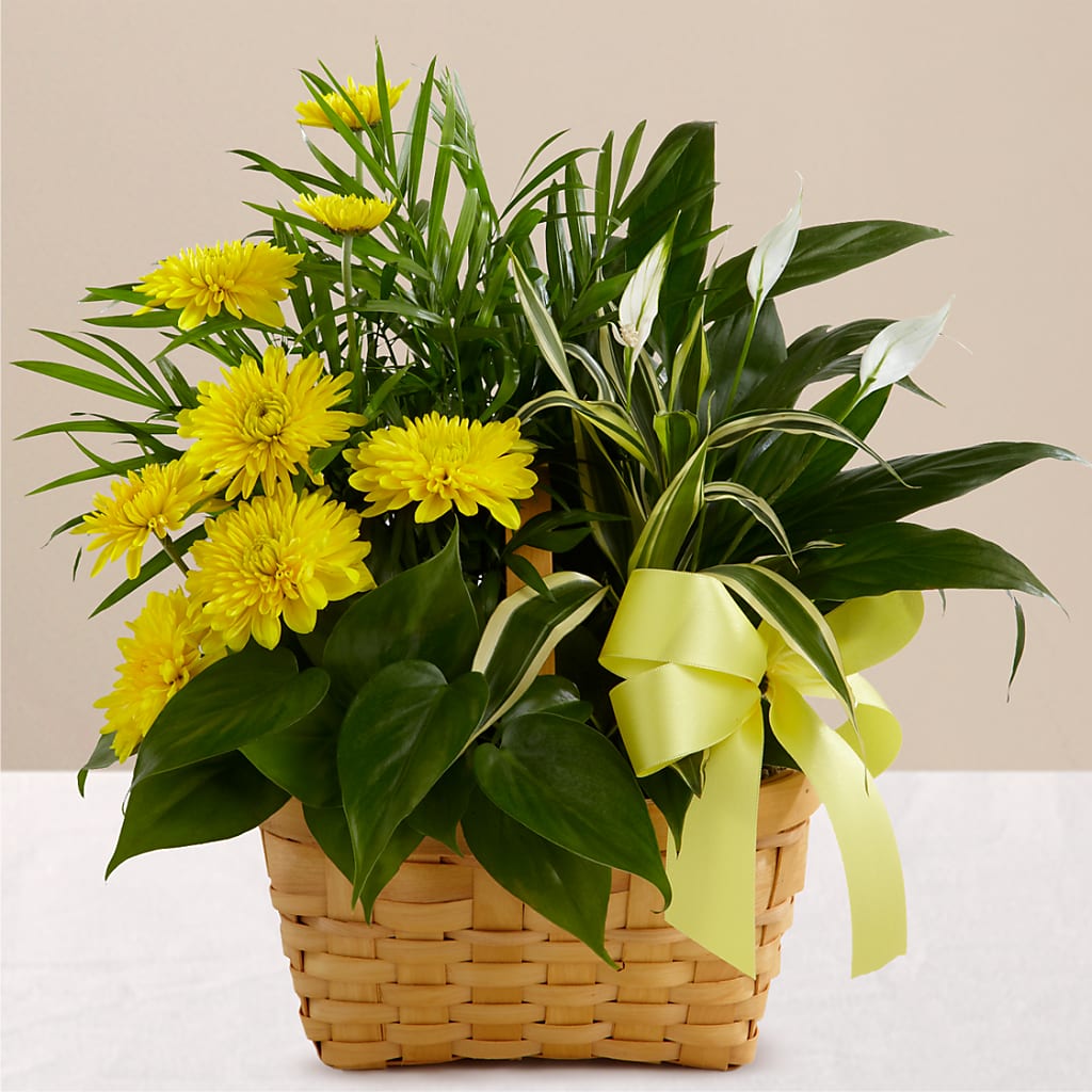 Loving Light Dishgarden – Flowers Unlimited, Martinsburg WV