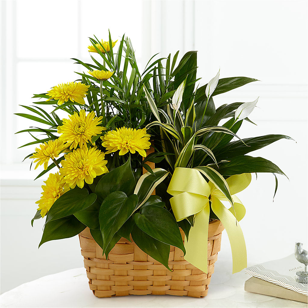 Loving Light Dishgarden – Flowers Unlimited, Martinsburg WV
