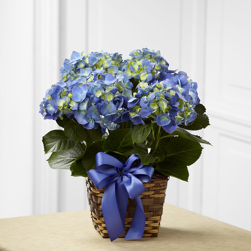 Blue Hydrangea Planter – Flowers Unlimited, Martinsburg WV