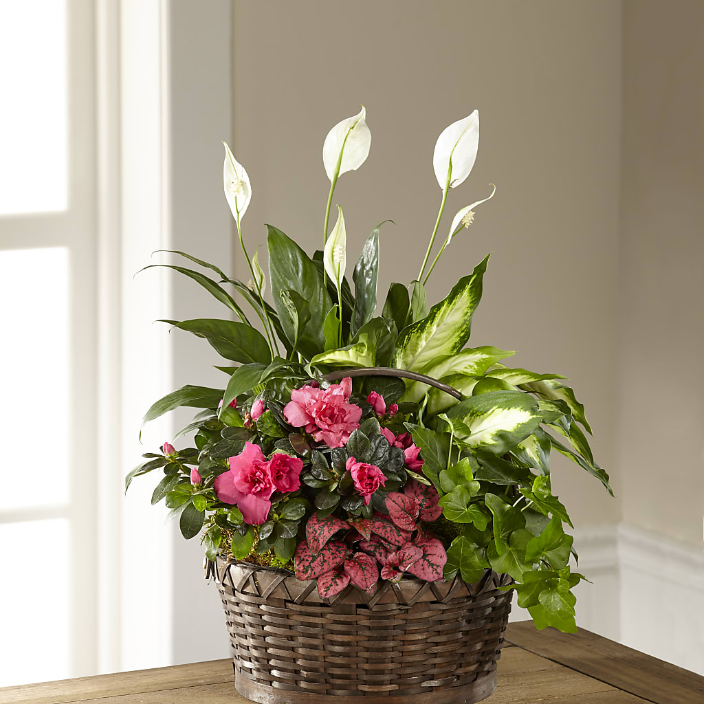 Dream in Pink Dishgarden – Flowers Unlimited, Martinsburg WV
