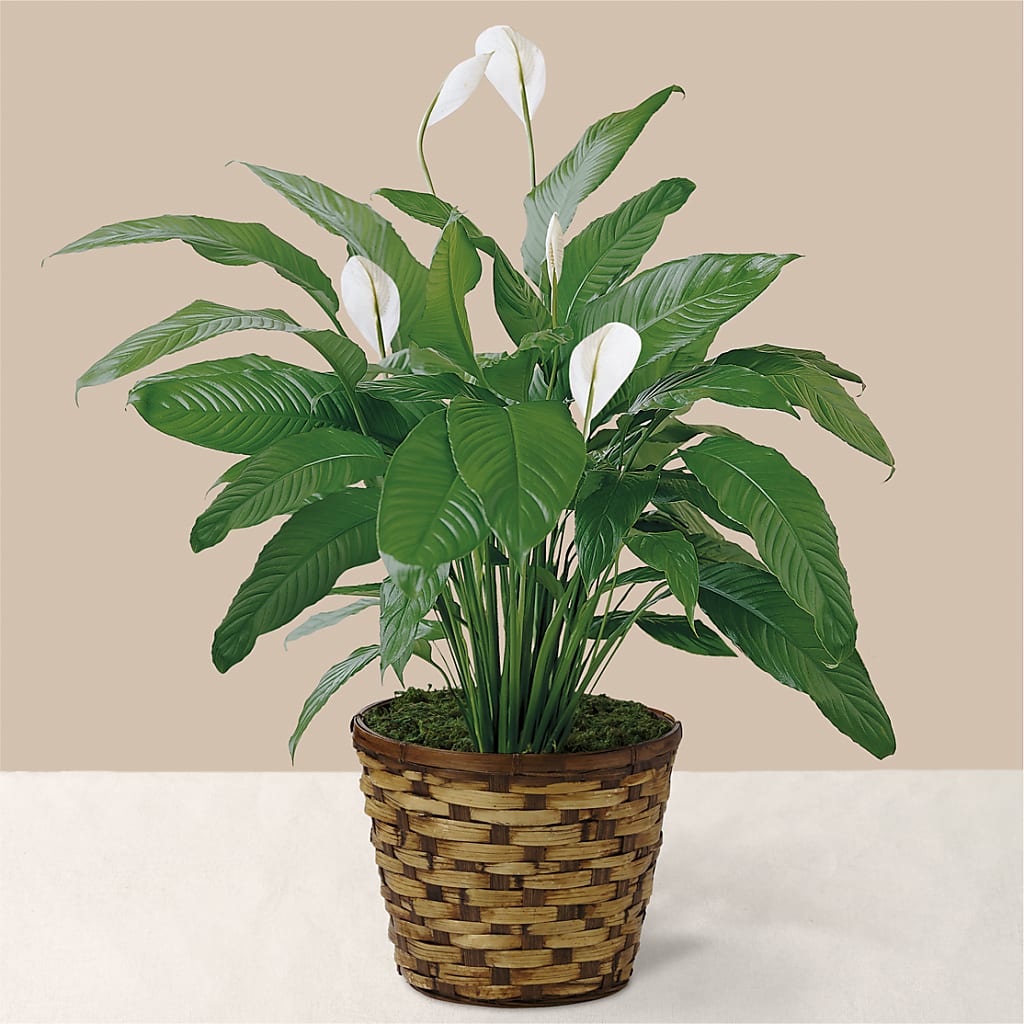 Tranquil Moments Peace Lily Plant – Flowers Unlimited, Martinsburg WV