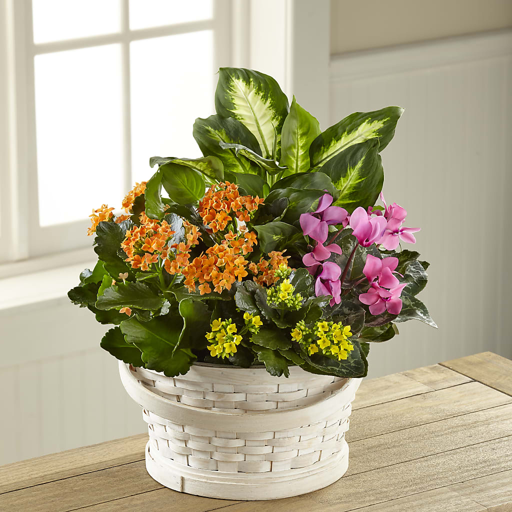 Color Crush Dishgarden – Flowers Unlimited, Martinsburg WV