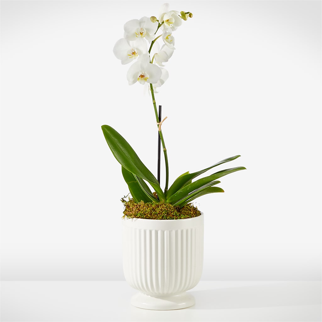 Whispering White Orchid – Flowers Unlimited, Martinsburg WV