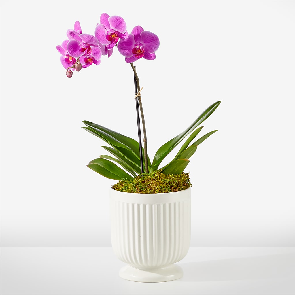 Friendly Fuchsia Orchid – Flowers Unlimited, Martinsburg WV