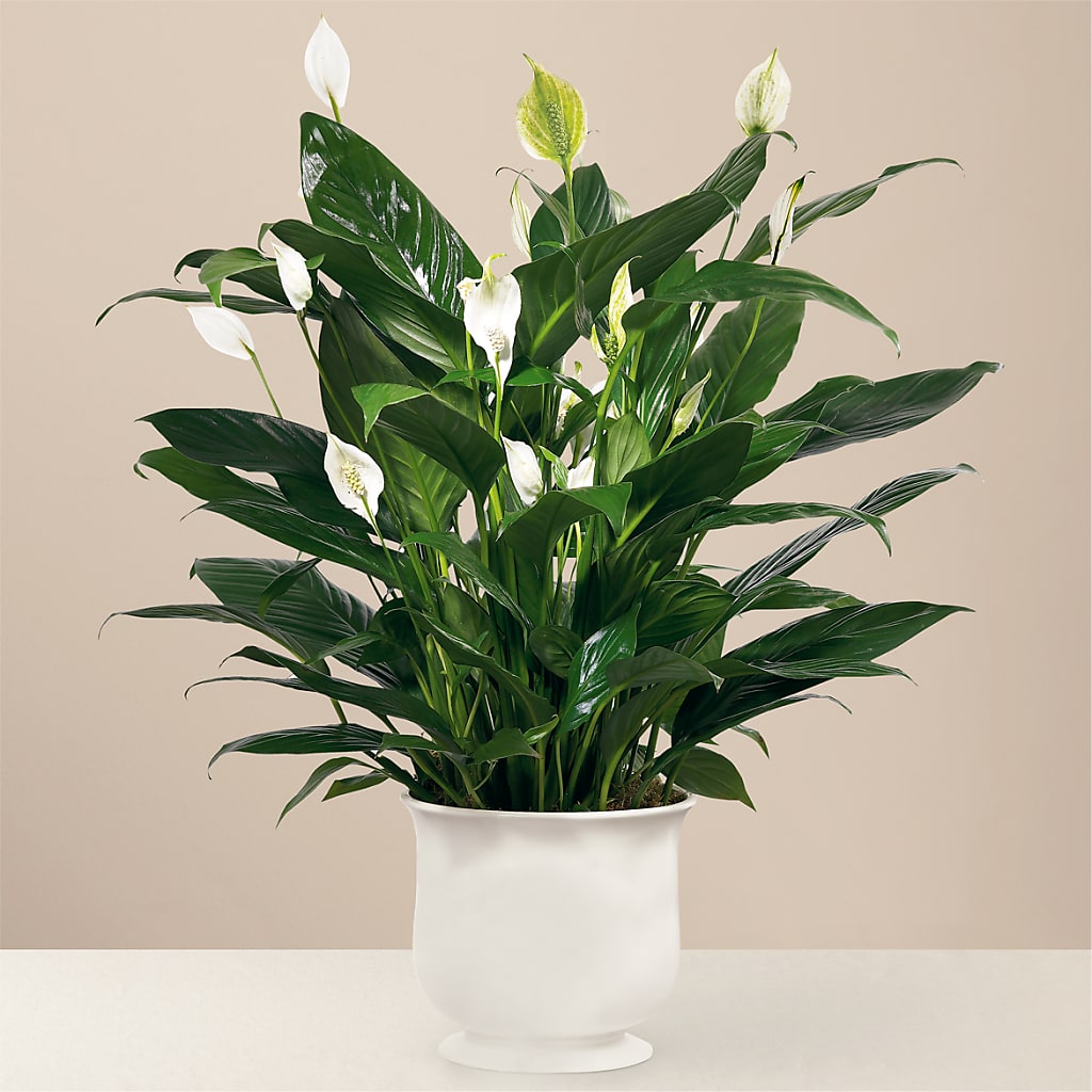 Comfort Planter – Flowers Unlimited, Martinsburg WV