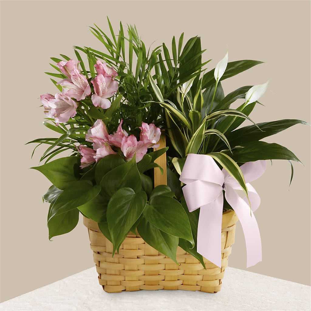 Living Spirit Dishgarden – Flowers Unlimited, Martinsburg WV