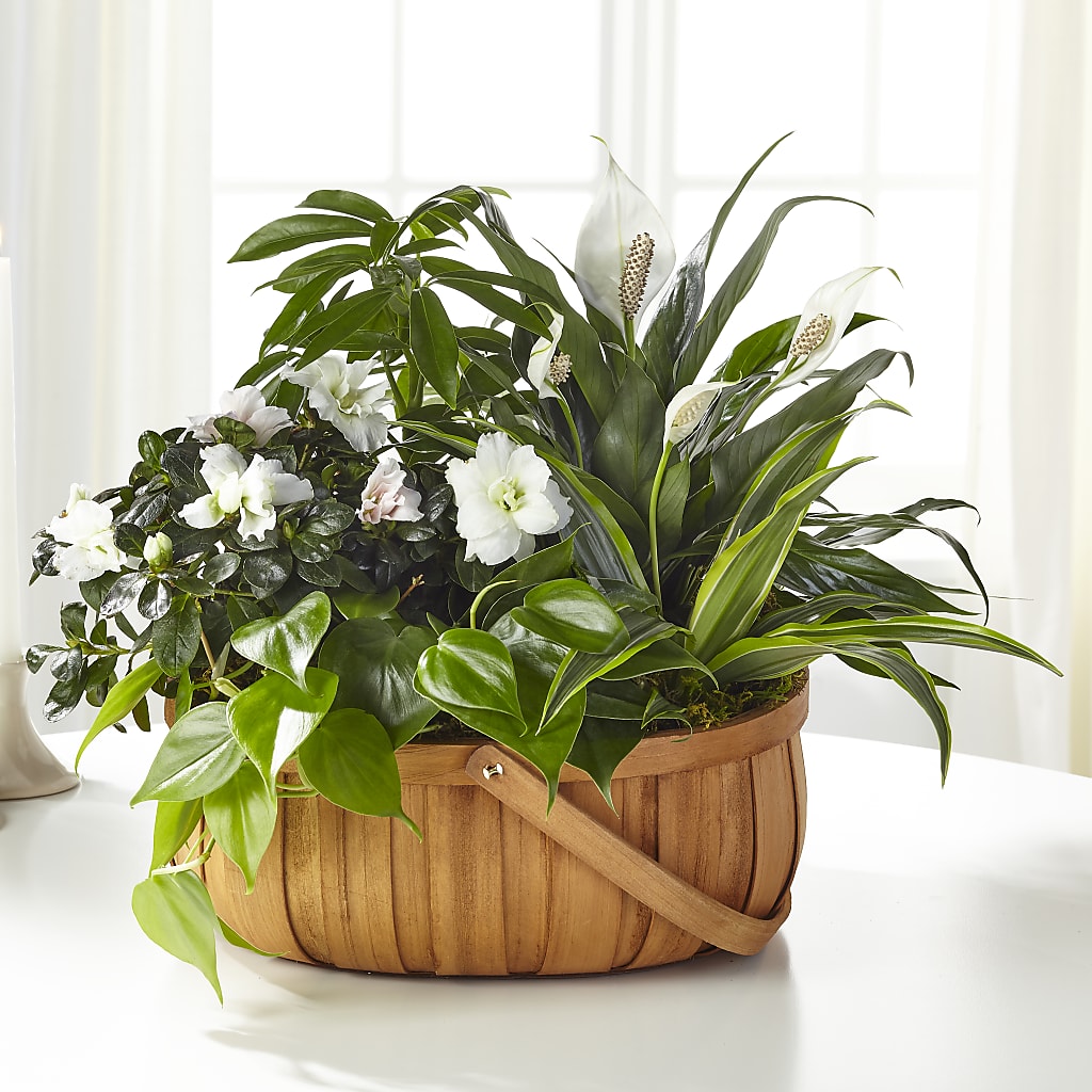 Serene Dishgarden – Flowers Unlimited, Martinsburg WV