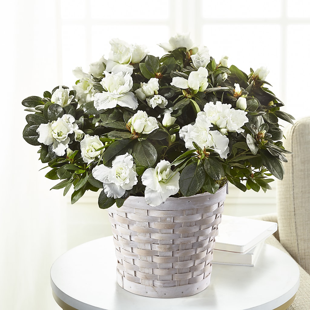 White Azalea Plant – Flowers Unlimited, Martinsburg WV