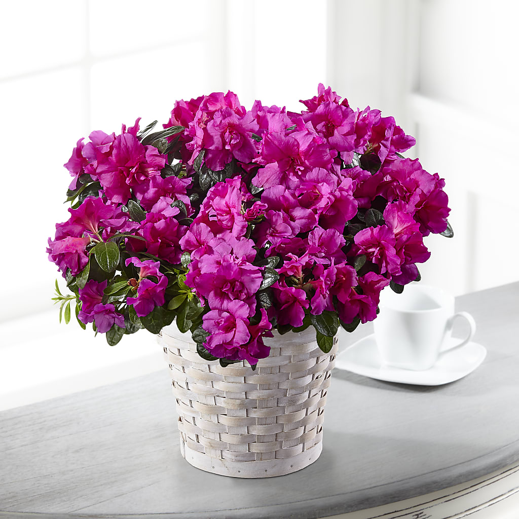 Hope & Serenity Azalea Plant – Flowers Unlimited, Martinsburg WV