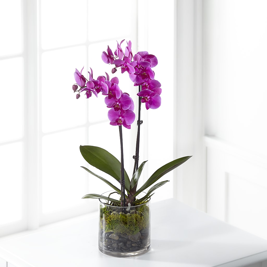 Pink Orchid Plant – Flowers Unlimited, Martinsburg WV