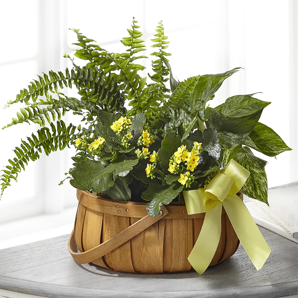 Always Dear Dishgarden – Flowers Unlimited, Martinsburg WV