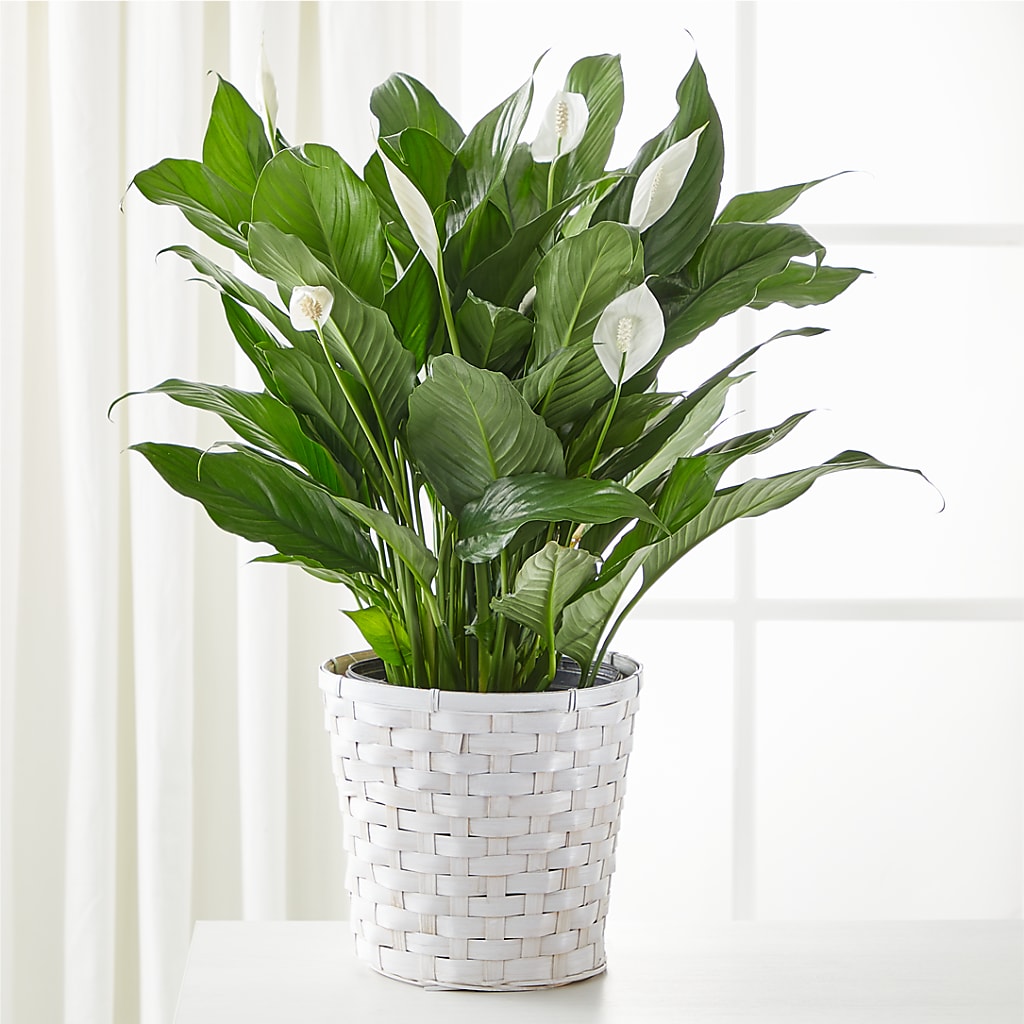 A New Leaf Peace Lily – Flowers Unlimited, Martinsburg WV