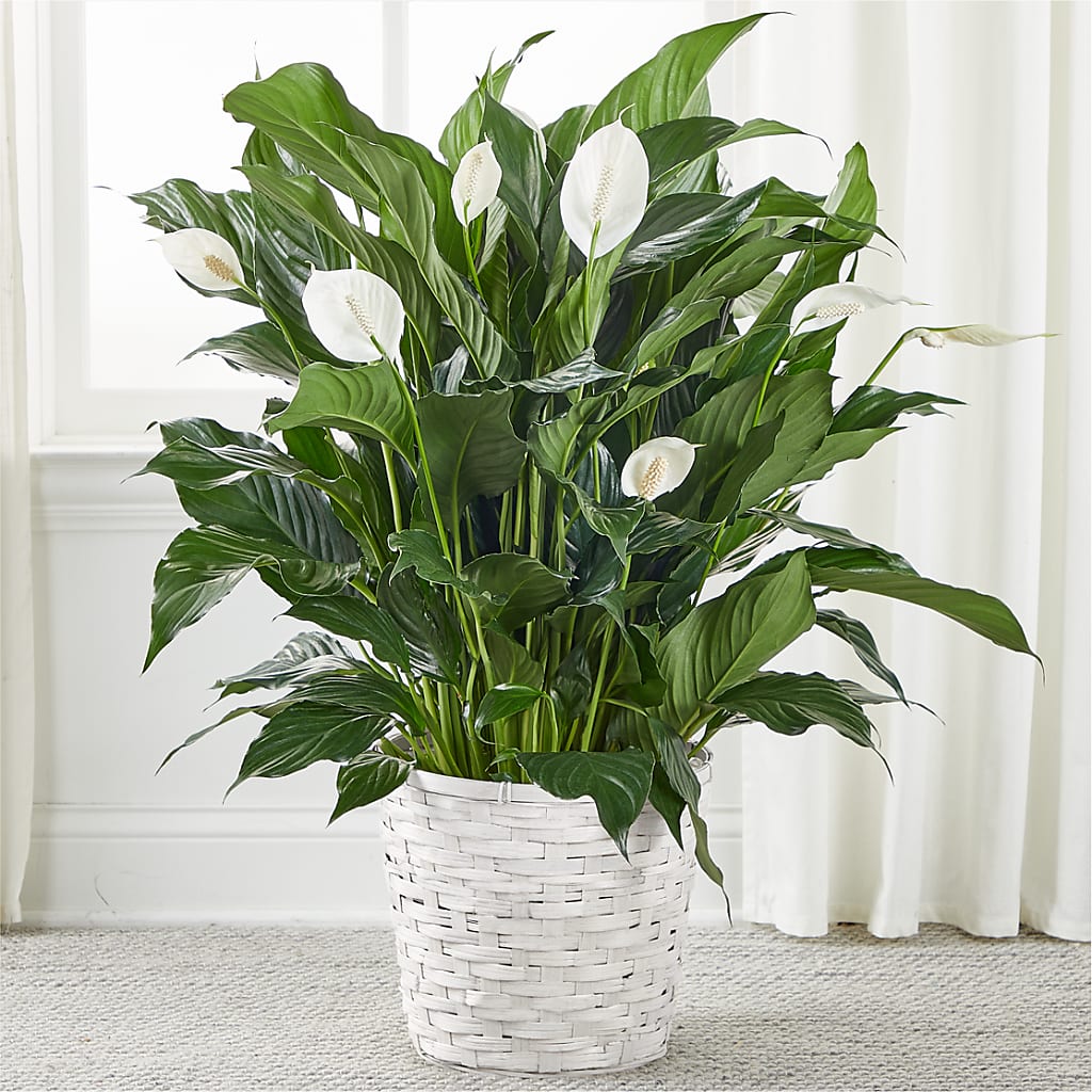 A New Leaf Peace Lily – Flowers Unlimited, Martinsburg WV