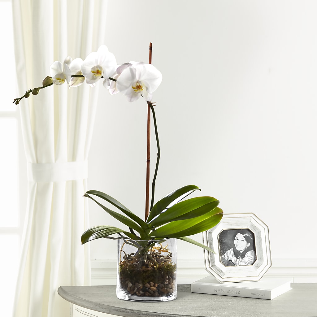 White Orchid Planter – Flowers Unlimited, Martinsburg WV