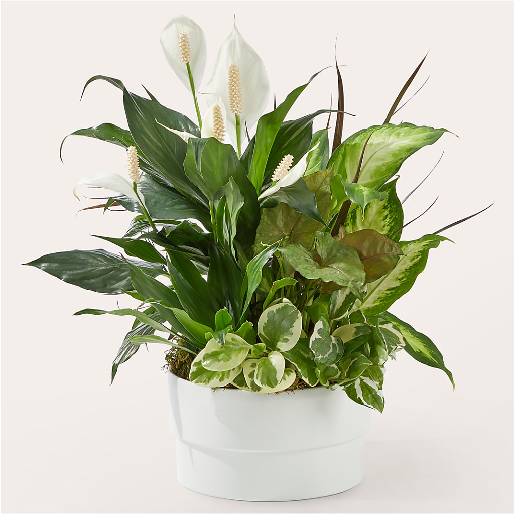 Radiating Positivity Dishgarden – Flowers Unlimited, Martinsburg WV