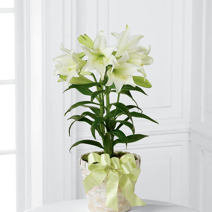 Easter Lily Plant –  Flowers Unlimited, Martinsburg WV