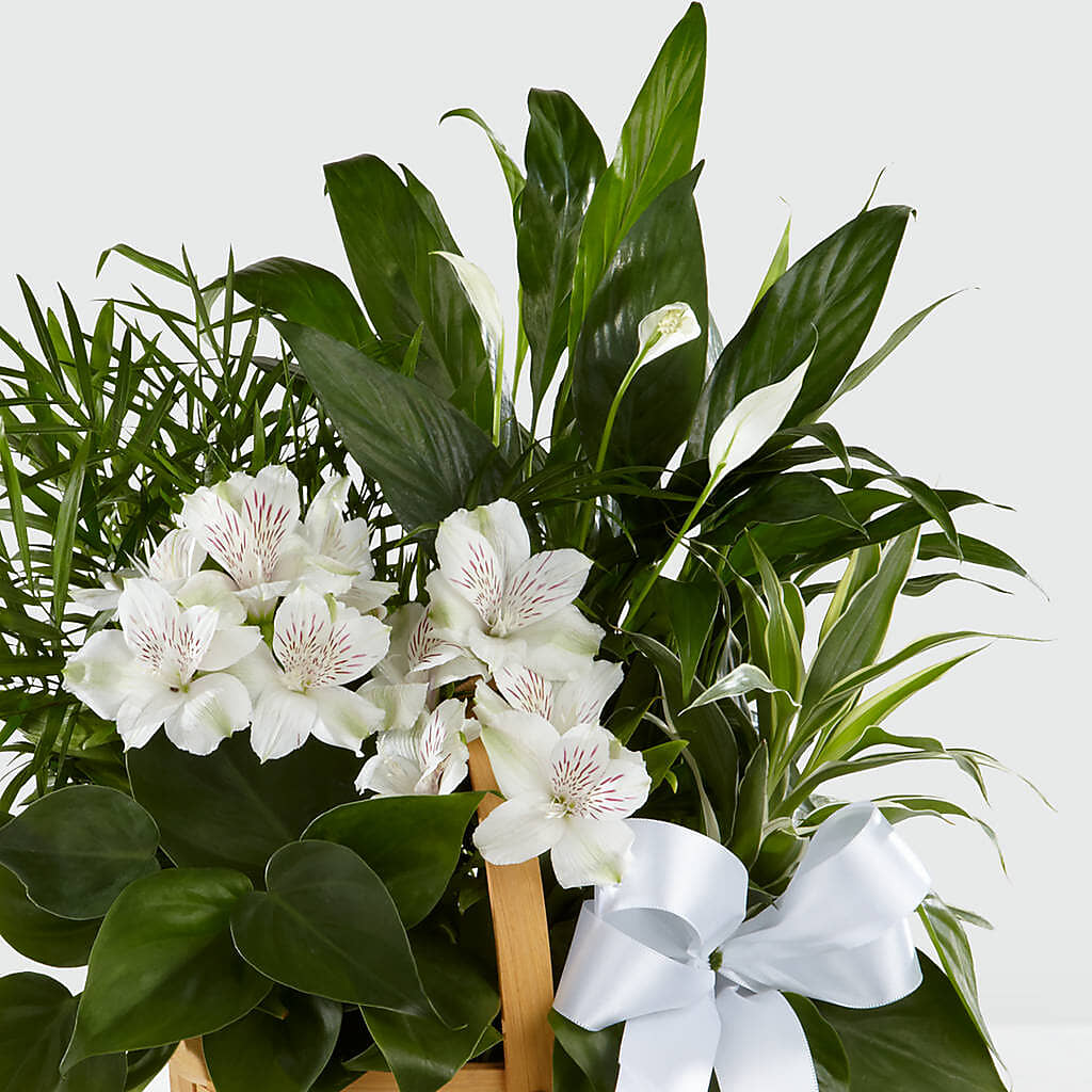 Peace & Serenity Dishgarden –  Flowers Unlimited, Martinsburg WV