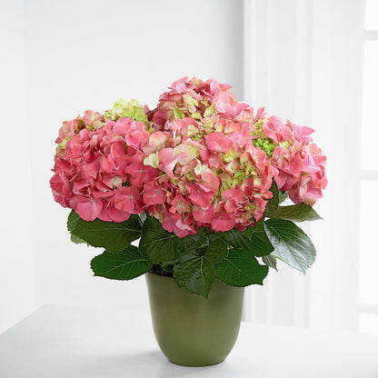 Pink Hydrangea Planter –  Flowers Unlimited, Martinsburg WV
