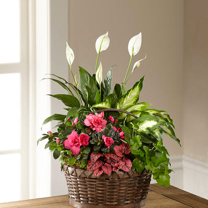 Dream in Pink Dishgarden –  Flowers Unlimited, Martinsburg WV