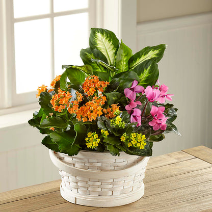 Color Crush Dishgarden –  Flowers Unlimited, Martinsburg WV