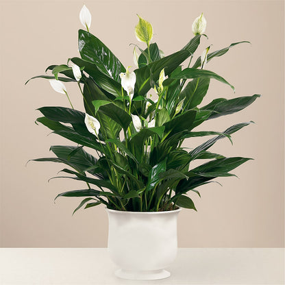 Comfort Planter –  Flowers Unlimited, Martinsburg WV