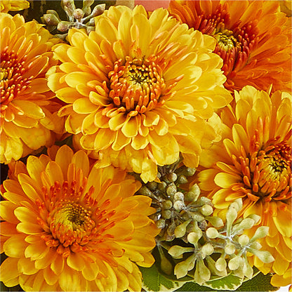 Peachy Pumpkin –  Flowers Unlimited, Martinsburg WV