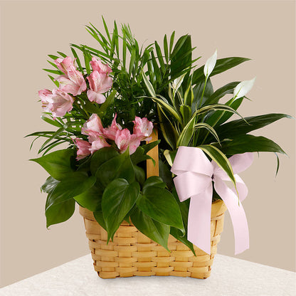 Living Spirit Dishgarden –  Flowers Unlimited, Martinsburg WV