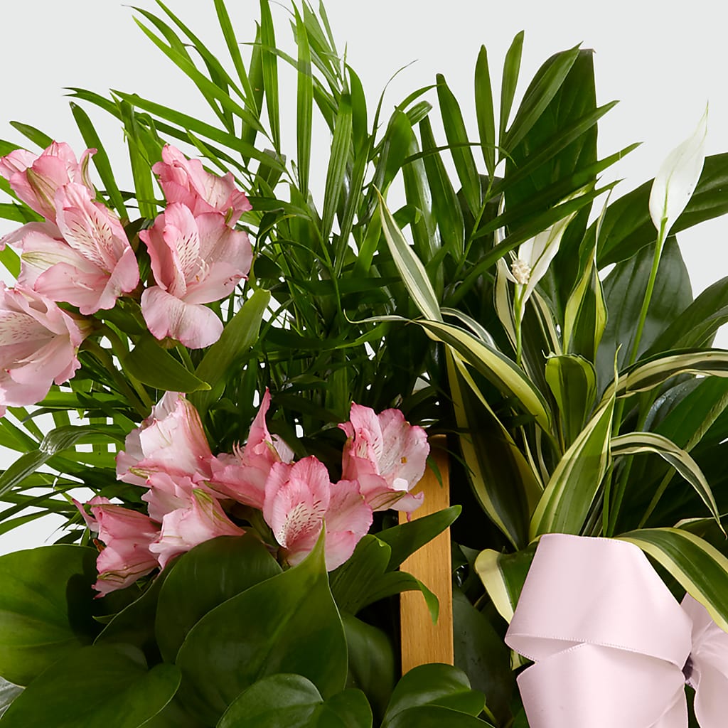 Living Spirit Dishgarden –  Flowers Unlimited, Martinsburg WV