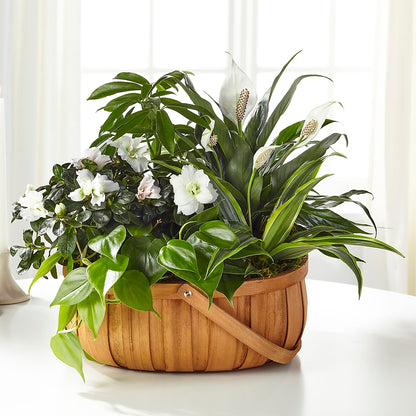 Serene Dishgarden –  Flowers Unlimited, Martinsburg WV