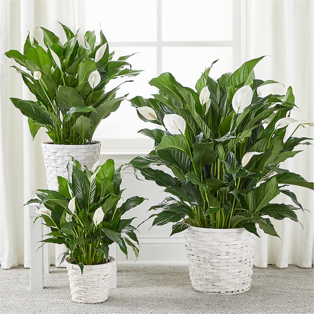 A New Leaf Peace Lily –  Flowers Unlimited, Martinsburg WV
