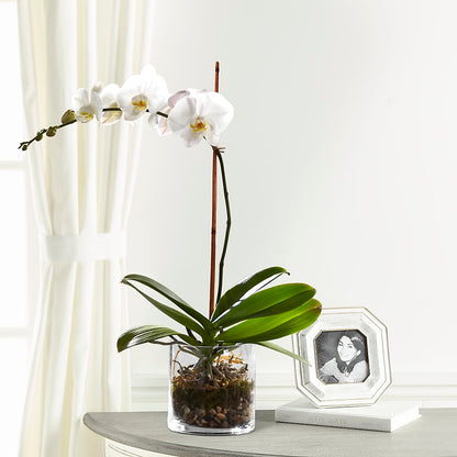 White Orchid Planter –  Flowers Unlimited, Martinsburg WV