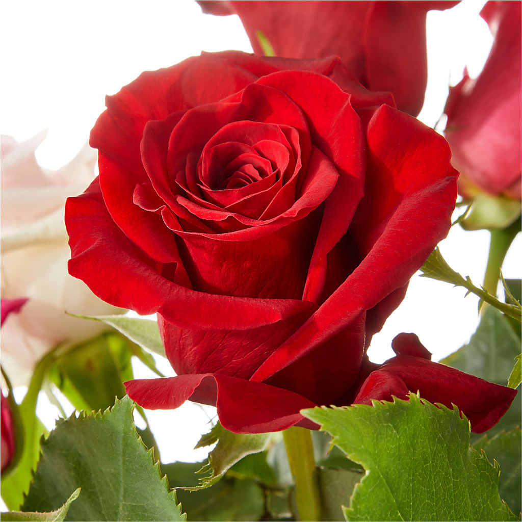 Love Notes Rose Bouquet –  Flowers Unlimited, Martinsburg WV